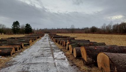 Foto k článku PREZENČNÍ AUKCE DŘÍVÍ OSTRAVA