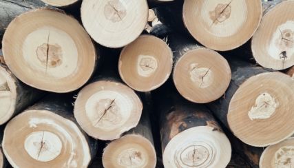 Foto k článku Dražební sezóna 2025/2026