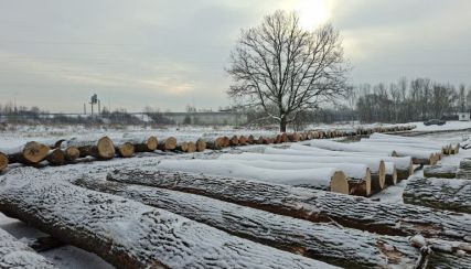 Foto k článku PREZENČNÍ AUKCE DŘÍVÍ OSTRAVA 23.-24.2.2026