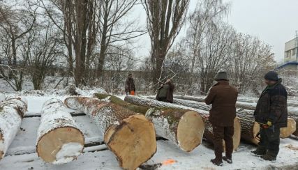 Foto k článku PREZENČNÍ AUKCE DŘÍVÍ OSTRAVA 23.-24.2.2026
