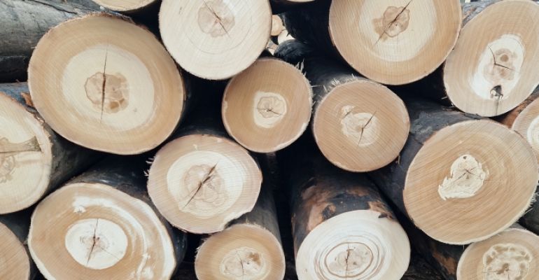 Dražební sezóna 2025/2026